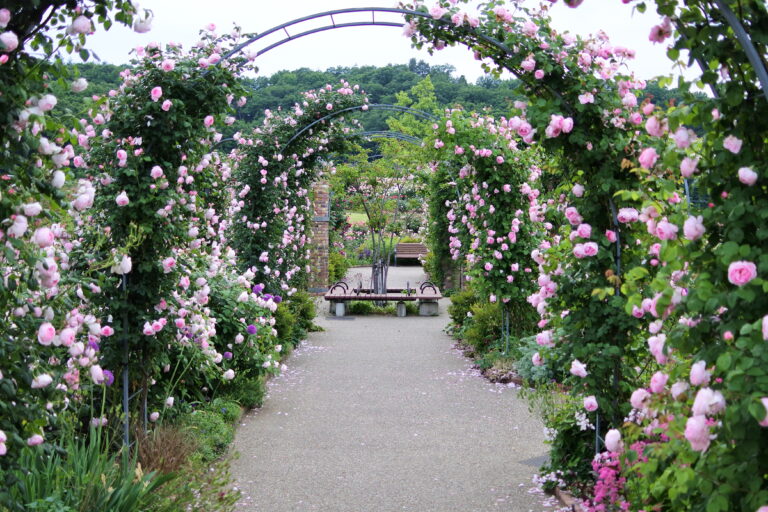 国営越後丘陵公園 香りのばらまつり